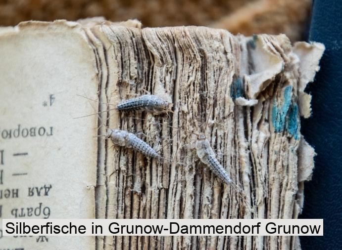 Silberfische in Grunow-Dammendorf Grunow